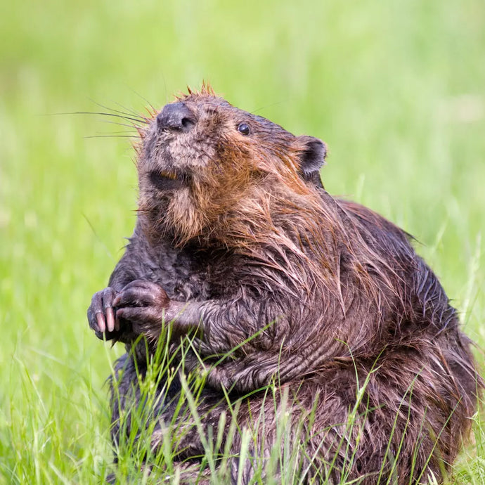 Did you know that vanilla candles…kill beavers?
